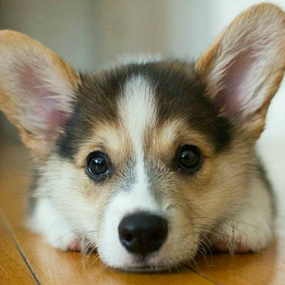 Meet your Posher, DogLover